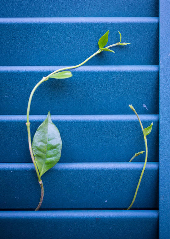 Auld Sweet Olive Bed And Breakfast Nueva Orleans Exterior foto